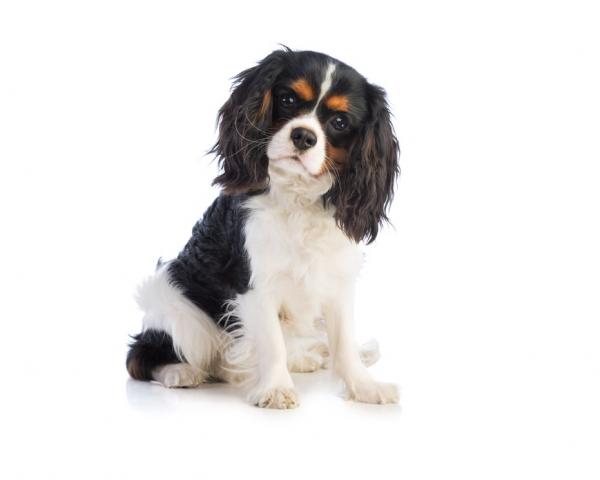 Cavalier King Charles Spaniel