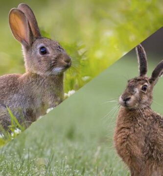 Diferencias entre conejos y liebres