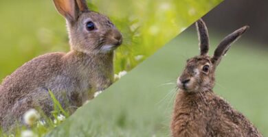 Diferencias entre conejos y liebres