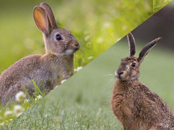 Diferencias entre conejos y liebres