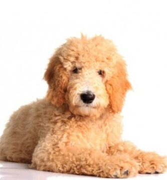 Goldendoodle