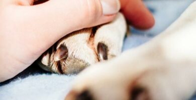 Interdigitaaliset kystat koirilla oireet ja hoito