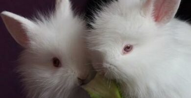 Kani menettää paljon hiuksia - syitä ja ratkaisuja 45 Kani menettaa paljon hiuksia syita ja ratkaisuja
