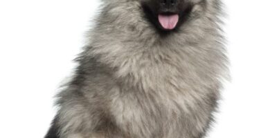 Keeshond