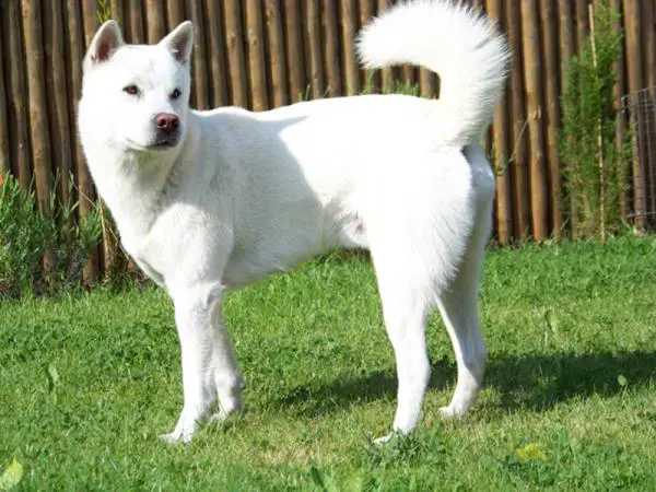 Kishu inu tai kishu ken