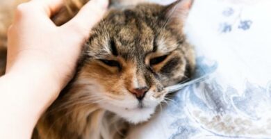 Kissan triadiitti oireet ja hoito