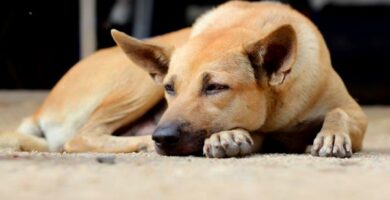 Kylmahantaoireyhtyma koirilla syyt oireet ja hoito
