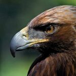Linnut vaarassa kuolla sukupuuttoon Espanjassa