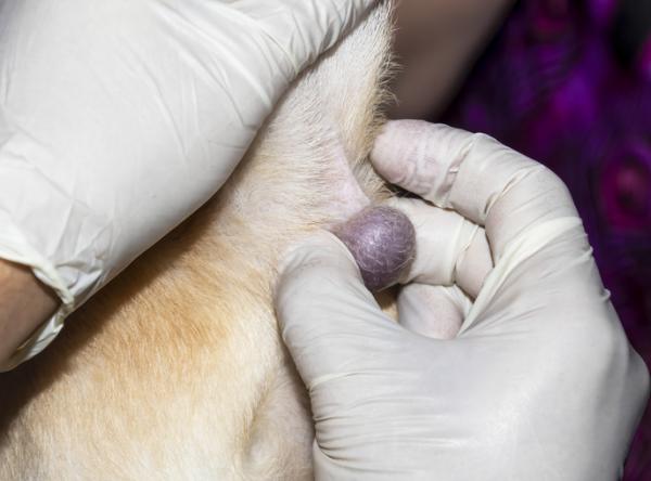 Lipoma koirilla oireet diagnoosi ja hoito
