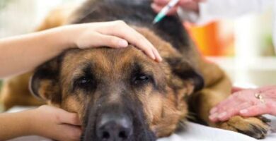 Mahalaukun vaanto koirilla oireet ja hoito