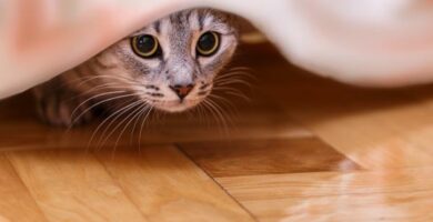 Miksi kissani piiloutuu kun ihmiset tulevat