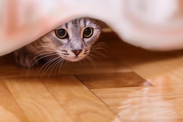 Miksi kissani piiloutuu kun ihmiset tulevat