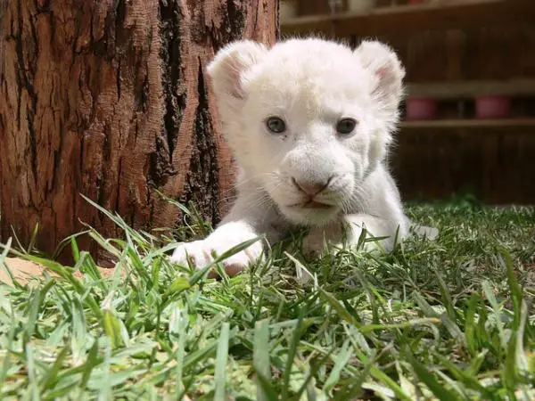 Miksi valkoinen leijona on vaarassa kuolla sukupuuttoon
