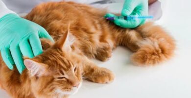 Mita diabetesta sairastavan kissan pitaisi syoda