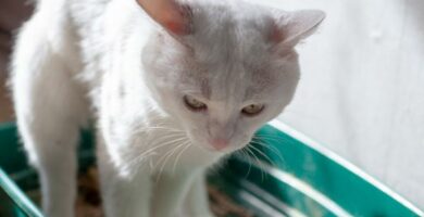 Perasuolen prolapsia kissoilla syyt hoito ja leikkaus