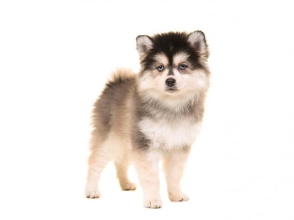 Pomsky koira