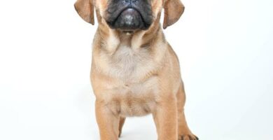 Puggle