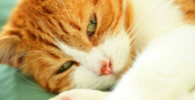 Pyortymisen oireyhtyma kissoilla oireet syyt ja toimet