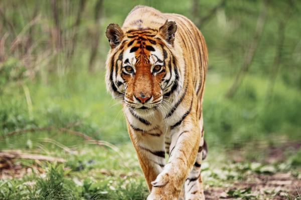 Uhanalainen bengali tiikeri syyt ja ratkaisut