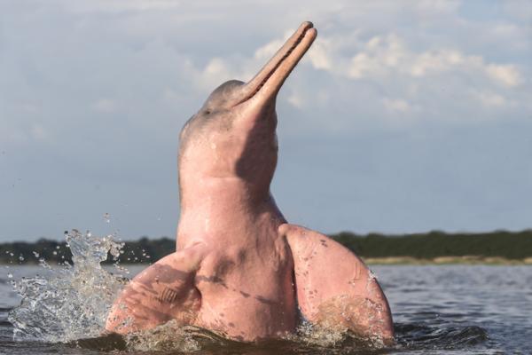 Uhanalainen vaaleanpunainen delfiini Syyt