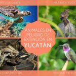 Uhanalaiset elaimet Yucatanissa