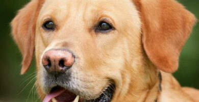 Vaihtoehtoiset hoitomuodot syopaa sairastaville koirille
