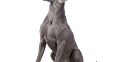 Weimaraner tai Weimaraner