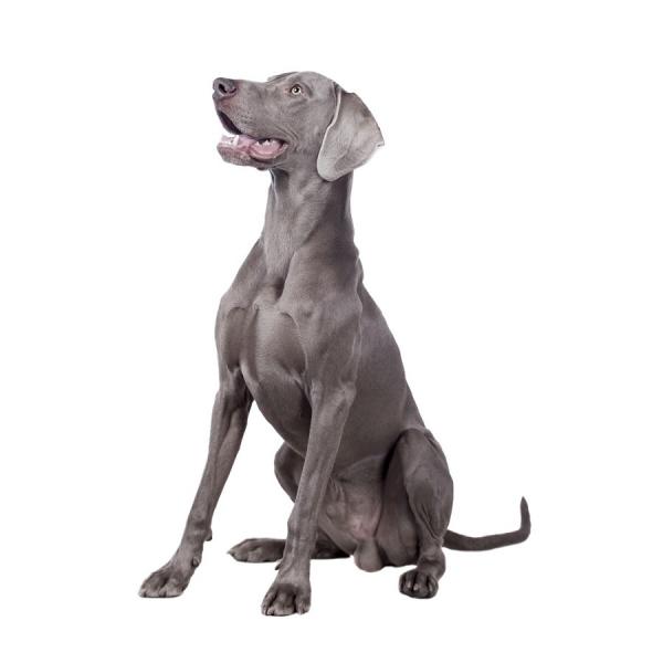 Weimaraner tai Weimaraner