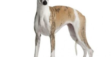 Whippet