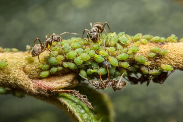 Yhteisvaikutus biologiassa - esimerkkejä ja määritelmä 1 Yhteisvaikutus biologiassa esimerkkeja ja maaritelma