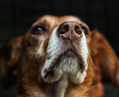 10 asiaa joita koirat meille opettavat