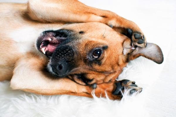 10 asiaa joita koirat rakastavat
