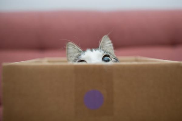 10 paikkaa joissa kissat rakastavat piiloutua