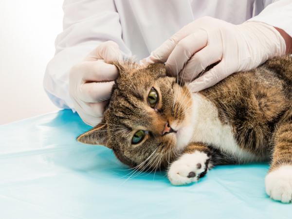 Temppuja tippaa kissan korvaan - oireita korvaongelmista