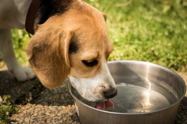 Miksi koira ei juo vettä?  - Kuinka saada koirasi juomaan vettä?