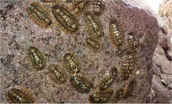 Nilviäistyypit - Ominaisuudet ja esimerkit - 3. Meritikka (Chiton articulatus)