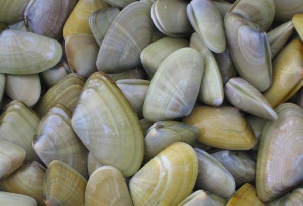 Nilviäistyypit - Ominaisuudet ja esimerkit - 5. Coquina tai tellina (Donax trunculus)