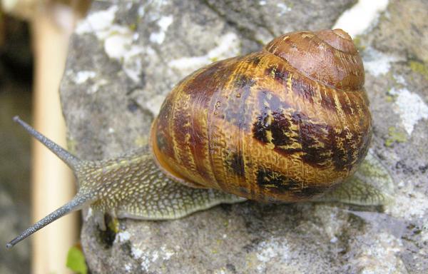 Nilviäistyypit - Ominaisuudet ja esimerkit - 7. Tavallinen puutarhaetana (Helix aspersa)