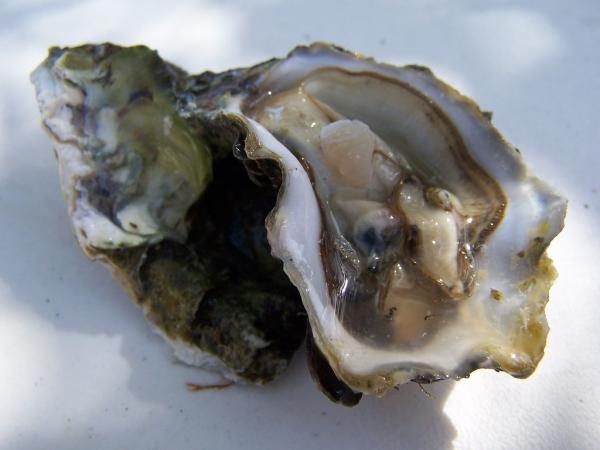Nilviäistyypit - Ominaisuudet ja esimerkit - 6. Eurooppalainen osteri (Ostrea edulis)