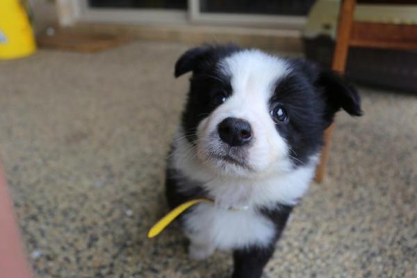 10 bordercollien uteliaisuutta - 9. Bordercollie on erittäin uskollinen koira