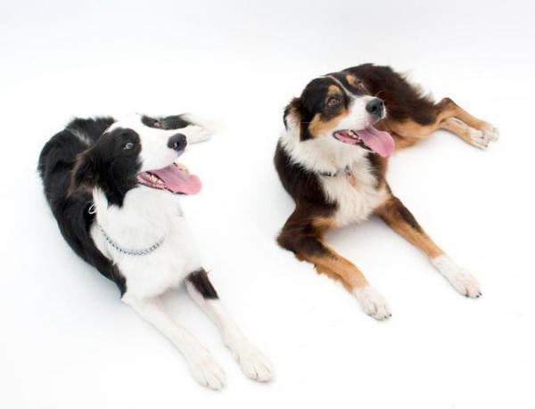 10 bordercollien uteliaisuutta - 6. Bordercollie sekoitetaan yleisesti australianpaimenkoiraan