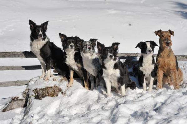 10 bordercollien uteliaisuutta - 5. Bordercollie vartijakoirana