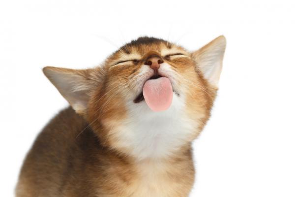 Miksi kissoilla on karkea kieli?  - Miksi kissoilla on naarmuuntunut kieli?