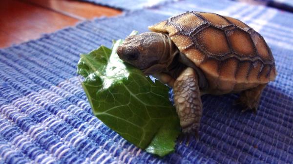 A -vitamiini kilpikonnille - Annostus ja merkitys - A -vitamiinia sisältävät elintarvikkeet kilpikonnille