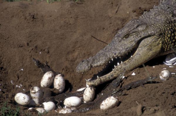 Krokotiilin inkubaatio - Ympäristö ja kesto - Krokotiilin syntymä