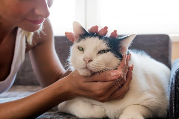 Oksentelu ja ripuli kissoilla - syyt, hoito ja kodin korjaustoimenpiteet - Kotiin korjattavat lääkkeet oksenteluun ja ripuliin kissoilla