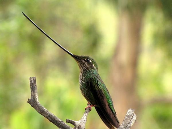 Linnun nokan tyypit - Nectarivorous Bird Beaks