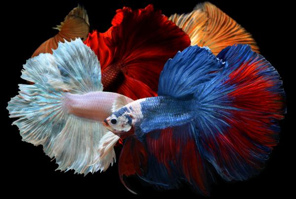 Betta Fish Care - Betta Fish Yhteensopivuus