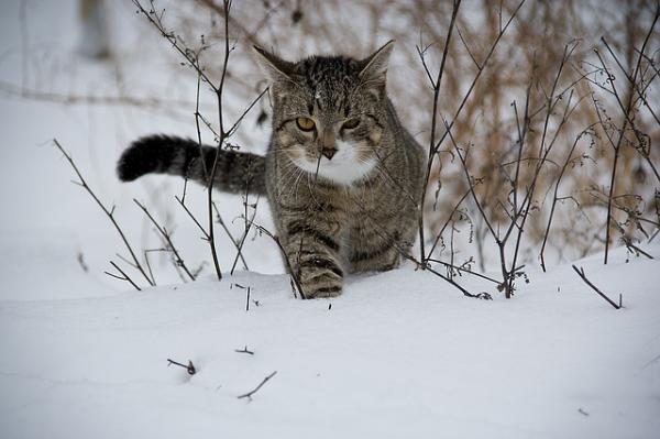 Koska kissat heiluttavat häntäänsä?  - Kissan monipuolinen häntä 
