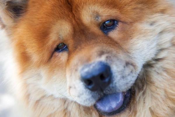 Miksi chow -choweilla on siniset kielet?  - Sininen kieli chow chow -koirilla: tieteellinen selitys